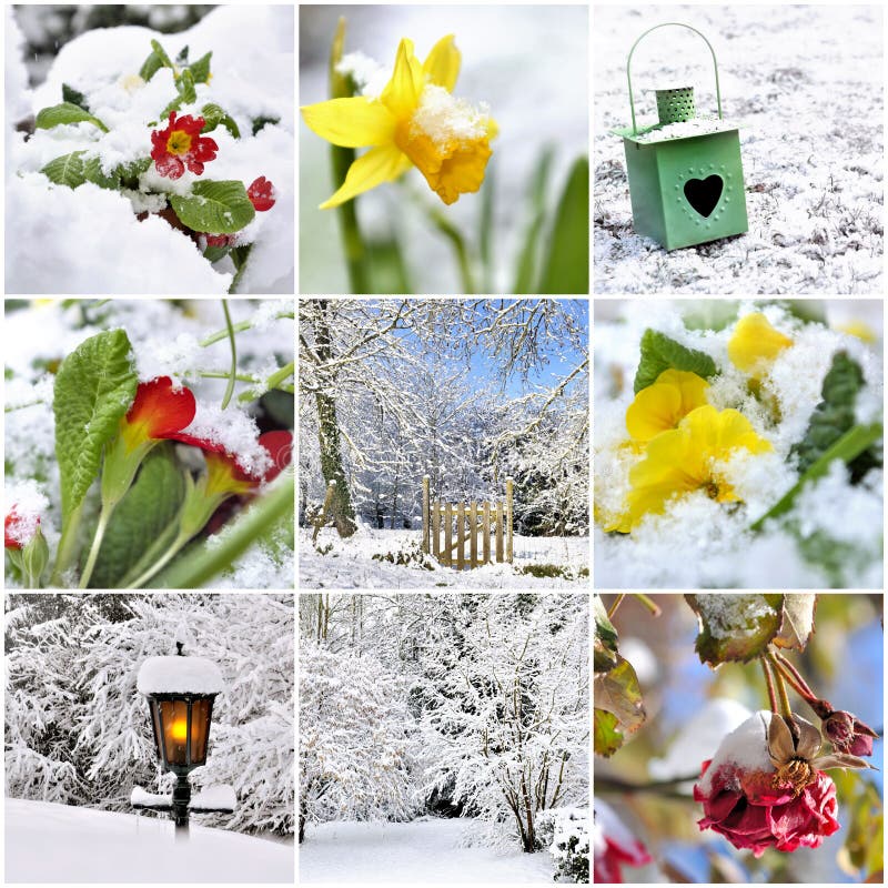 Collage on the subject of winter garden