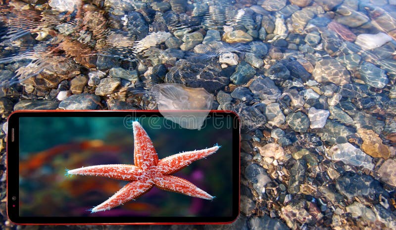 Collage of sunny jellyfish floating in water above Black sea stones and cell phone displaying underwater live organisms royalty free stock images Collage of sunny jellyfish floating in water above Black sea stones and cell phone displaying underwater live organisms royalty free stock images