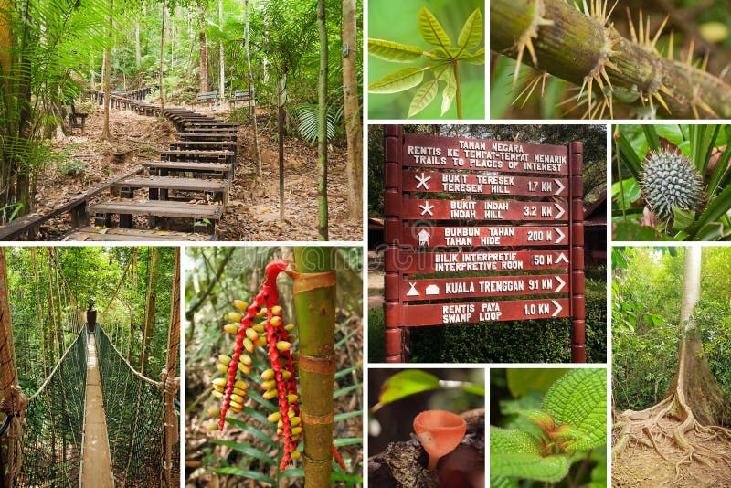 Collage of Taman Negara National Park Stock Photo - Image of rope