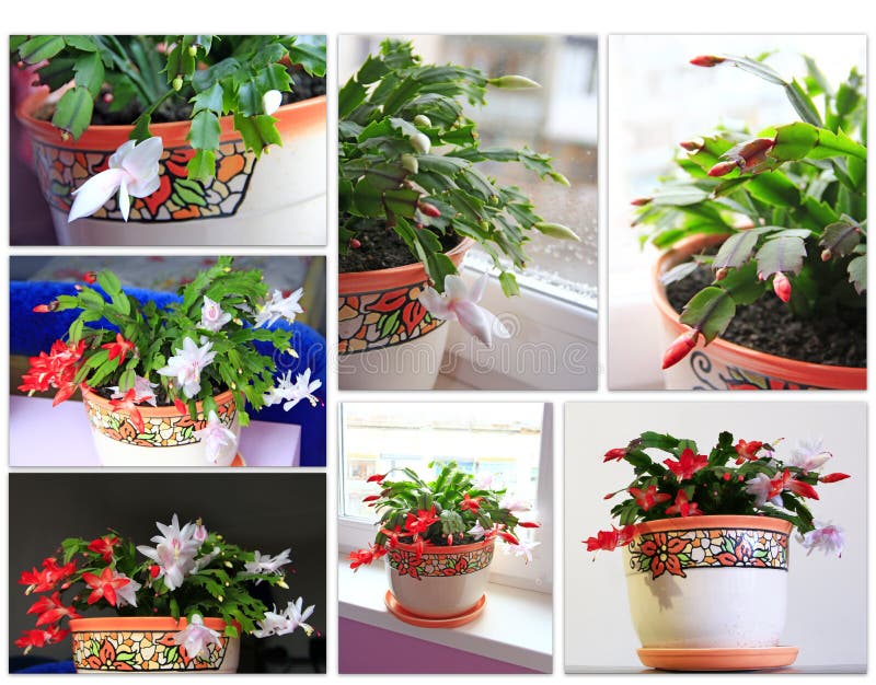 Collage van beelden van knoppen en bloemen van de rode en witte bloemen van Schlumbergera royalty-vrije stock afbeelding Collage van beelden van knoppen en bloemen van de rode en witte bloemen van Schlumbergera royalty-vrije stock afbeelding