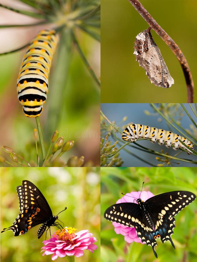 Collage van Zwarte Swallowtail-metamorfose stock afbeelding Collage van Zwarte Swallowtail-metamorfose stock afbeelding