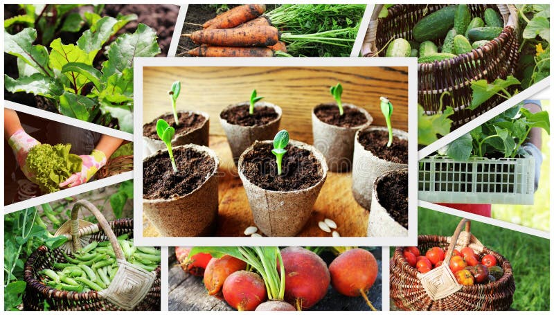 Collage of vegetables - products of vegetable garden