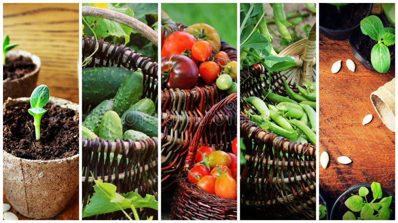 Collage of vegetables - products of vegetable garden