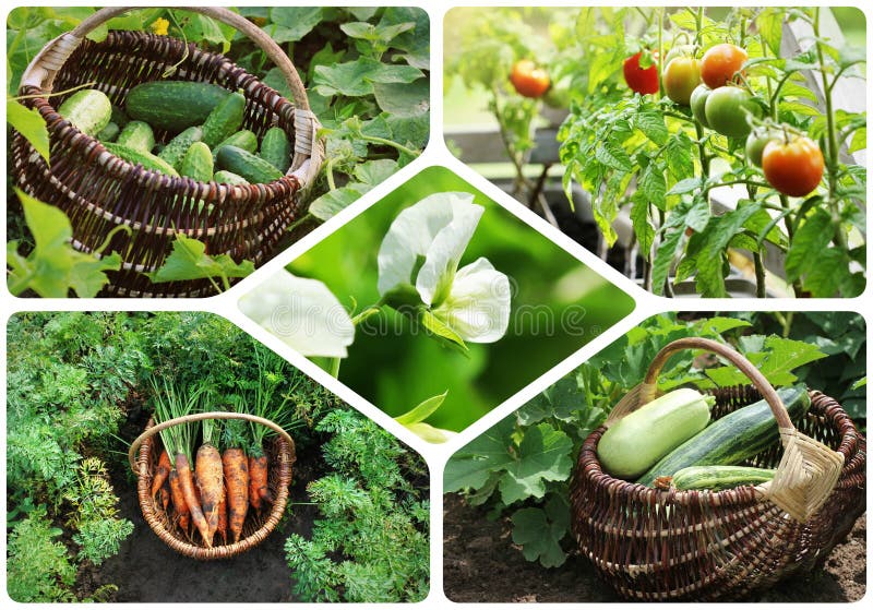 Collage of vegetables - products of vegetable garden. Healthy eating consept. Gardening background