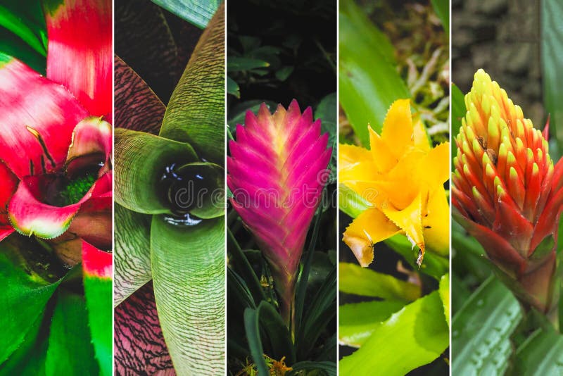 Collage von den verschiedenen Bildern von Blumenbromelien lizenzfreie stockfotografie Collage von den verschiedenen Bildern von Blumenbromelien lizenzfreie stockfotografie