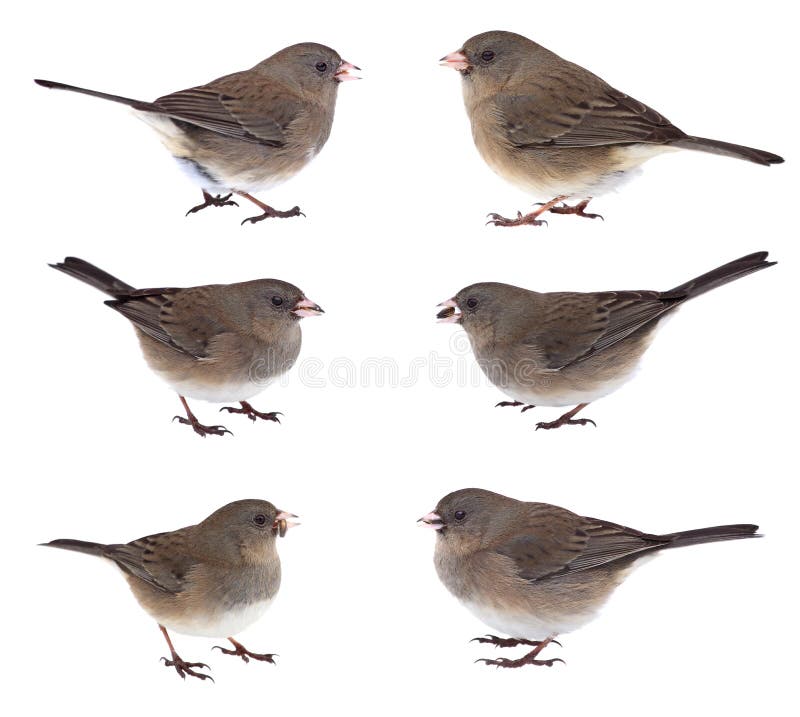 Collage von dunkeläugigen Juncos lizenzfreie stockbilder