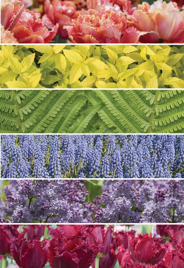 A collage of Ñolorful plants. Colorful collage of vertical strips, horizontal stock photos A collage of Ñolorful plants. Colorful collage of vertical strips, horizontal stock photos