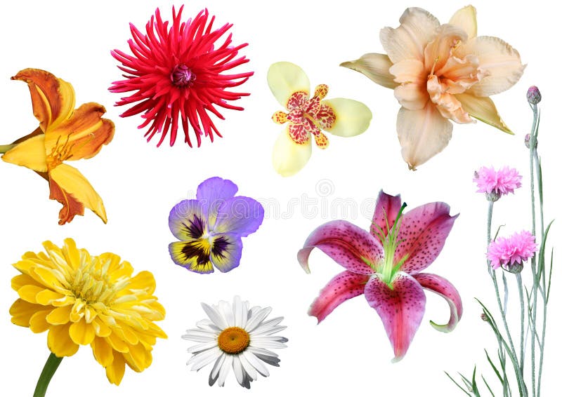 collageblommor royaltyfri fotografi collageblommor royaltyfri fotografi