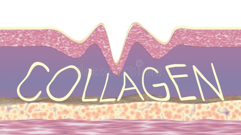 Collagen fibers regeneration. Wrinkle smoothing 3d animation