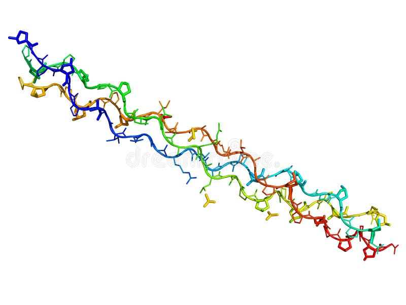 Segment of human collagen isolated on a white background. Segment of human collagen isolated on a white background