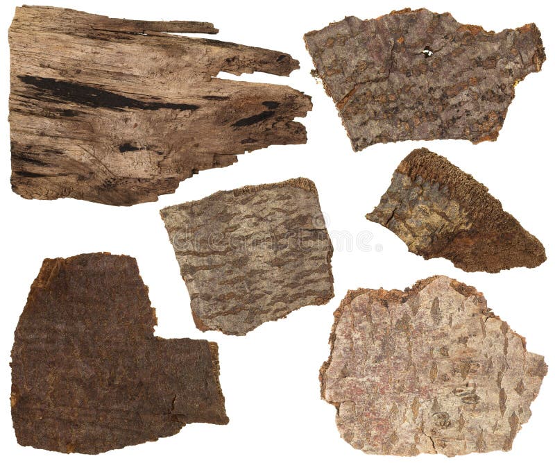 Collagereeks van droge schors en delen van de boomstam geïsoleerde van de pijnboomboom stock afbeelding Collagereeks van droge schors en delen van de boomstam geïsoleerde van de pijnboomboom stock afbeelding