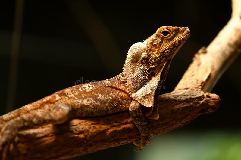 lizard with a collar