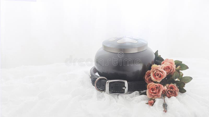 Collar of a pet dog around an urn with a bouquet of roses