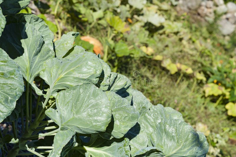 Collar plants in garden stock photo. Image of bristol 77276880