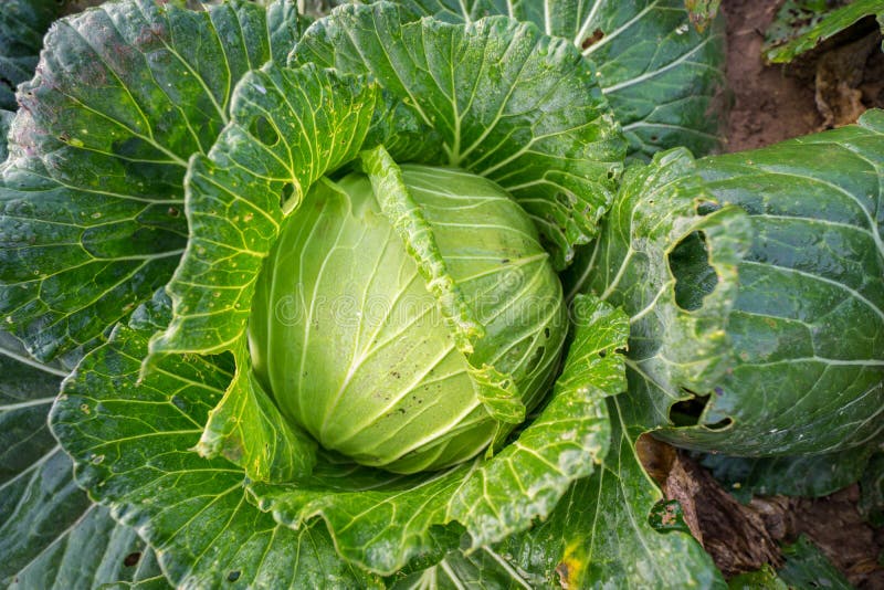 Collard in the garden of the house is grown without the use of chemicals.