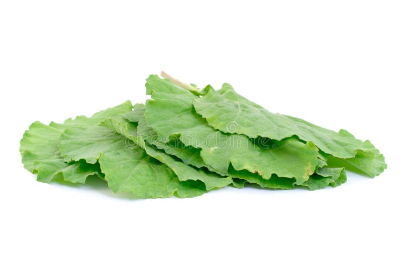 Collard Greens stock photo. Image of lettuce, collard 1432100