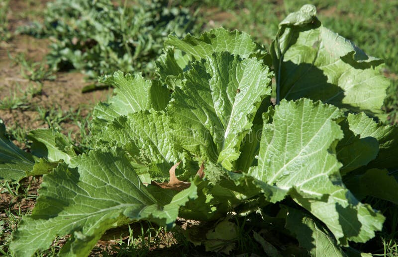 Collard Greens Growing in a Field. Stock Image Image of grassy, agriculture 63193323
