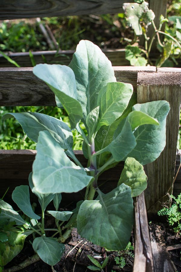 Collard Greens in the Little Garden Stock Photo Image of cooking