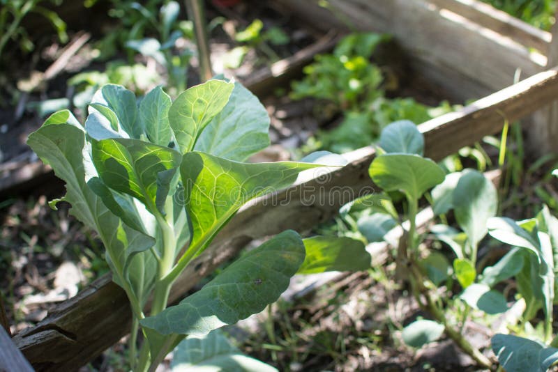 Collard Greens in the Little Garden Stock Photo Image of leaf