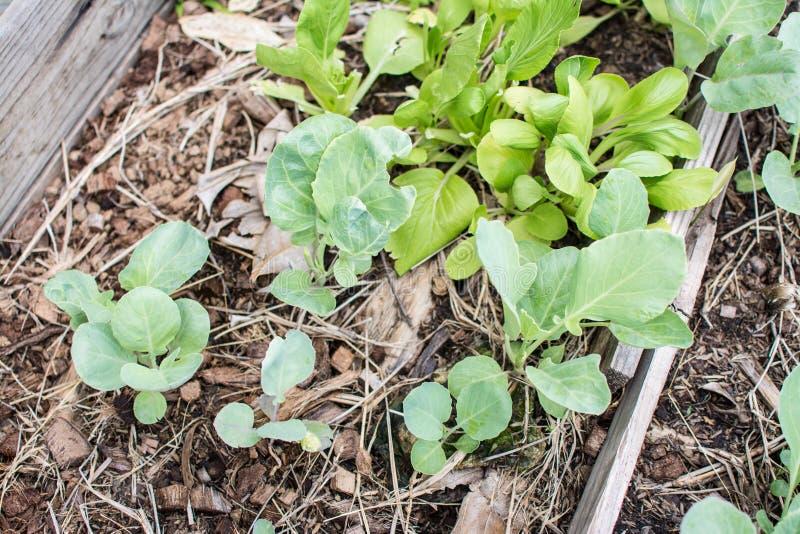 Collard Greens Vegetable Planting Stock Photo Image of grow, farm