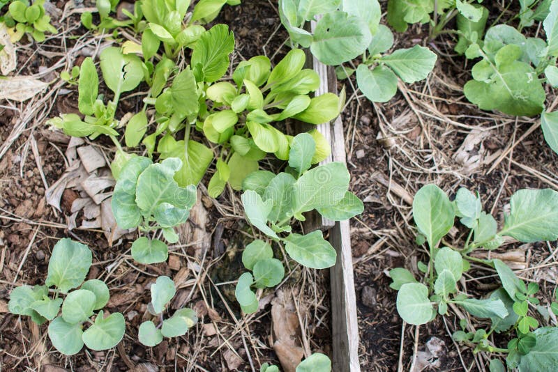 Collard Greens Vegetable Planting Stock Image Image of salad, chinese