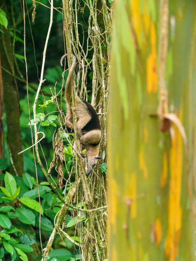 Collared Anteater & x28;Tamandua tetradactyla & x29; in Costa Rica royalty free stock photos Collared Anteater & x28;Tamandua tetradactyla & x29; in Costa Rica royalty free stock photos