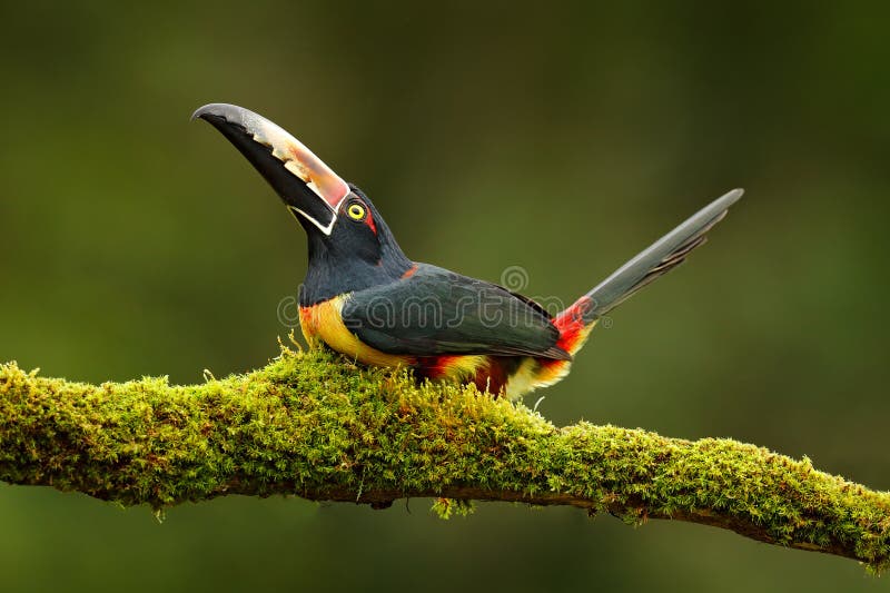 Collared Aracari, Pteroglossus torquatus, bird with big bill. Toucan sitting on the branch in the forest, Boca Tapada, Laguna de L