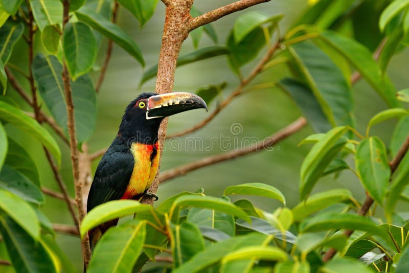 Collared Aracari, Pteroglossus torquatus, bird with big bill. Toucan sitting on the branch in the forest, Boca Tapada, Laguna de L