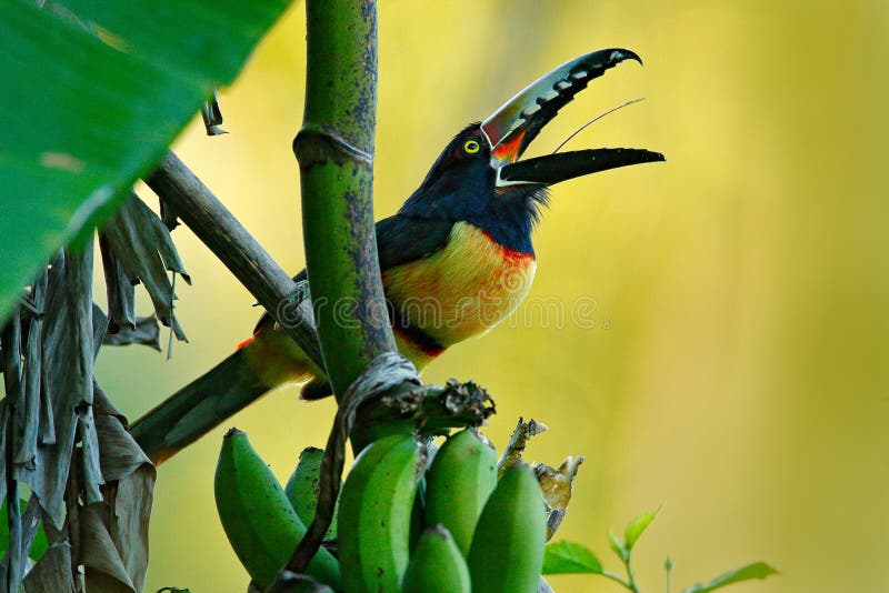 Collared Aracari, Pteroglossus torquatus, bird with big bill. Toucan sitting on the nice branch in the forest, Belize. Nature bird