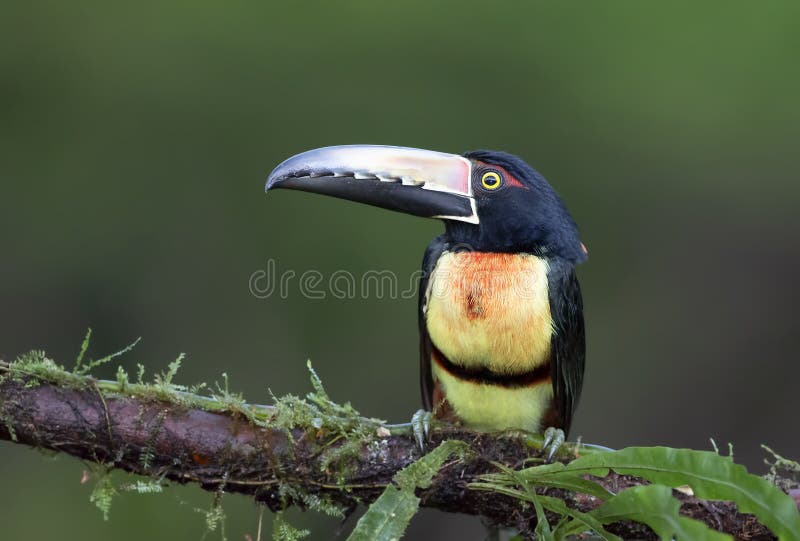 A Collared Aracari Toucan Pteroglossus perched on a mossy branch in the rainforests of Costa Rica