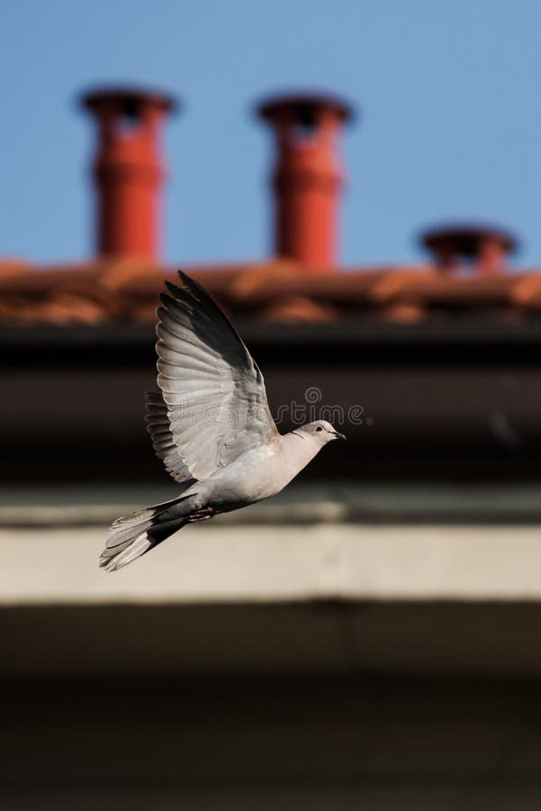 Collared Dove, Pigeon stock image. Image of collared 110014303