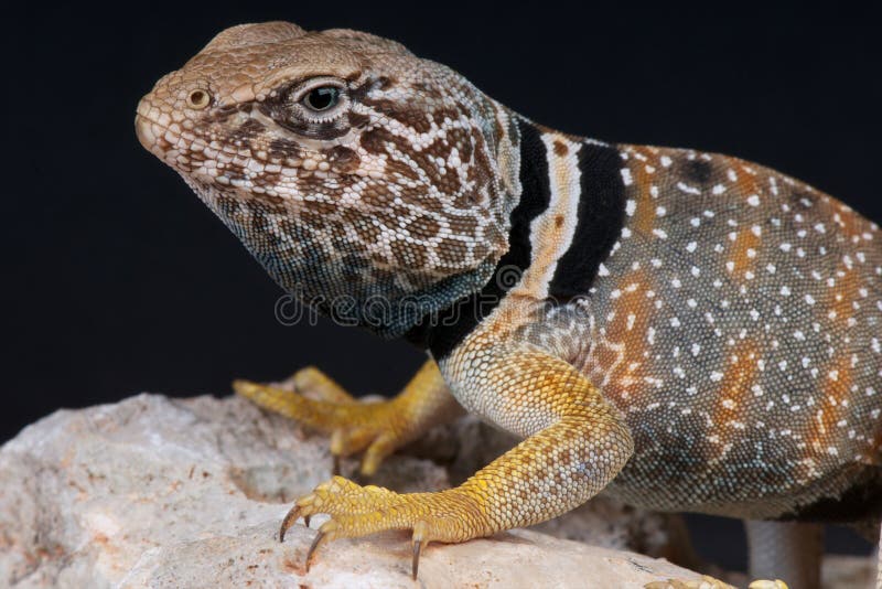 Collared lizard stock image. Image of nevada, desert 19547477