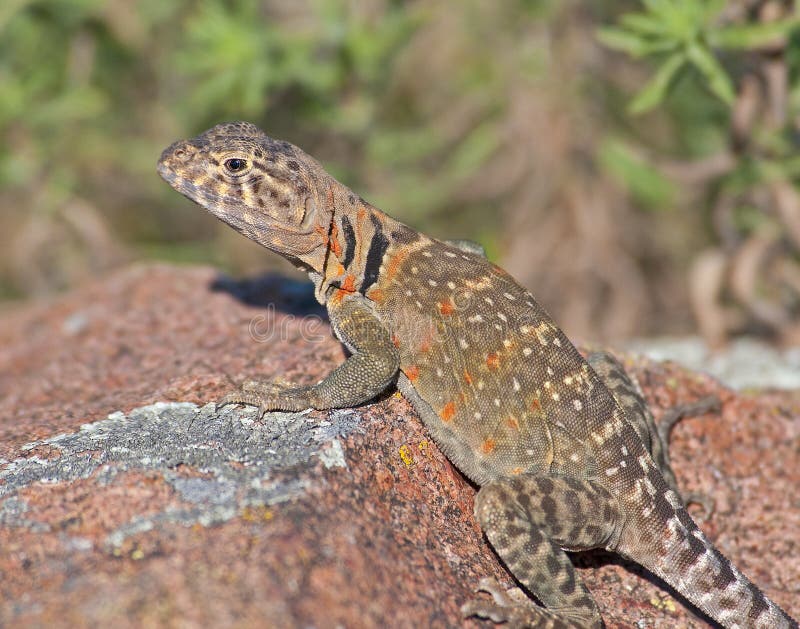 Collared Lizard 7