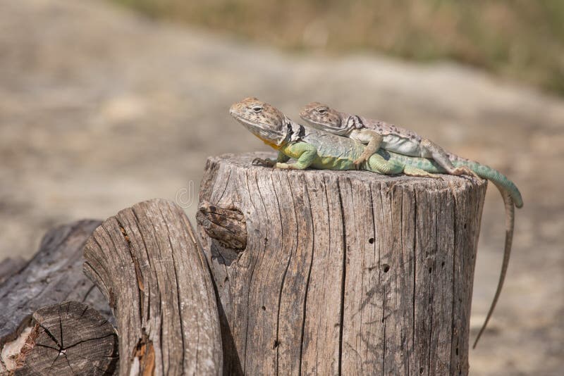 Collared Lizards - Crotaphytus collaris