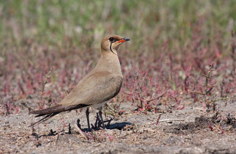 Collared Pratincole