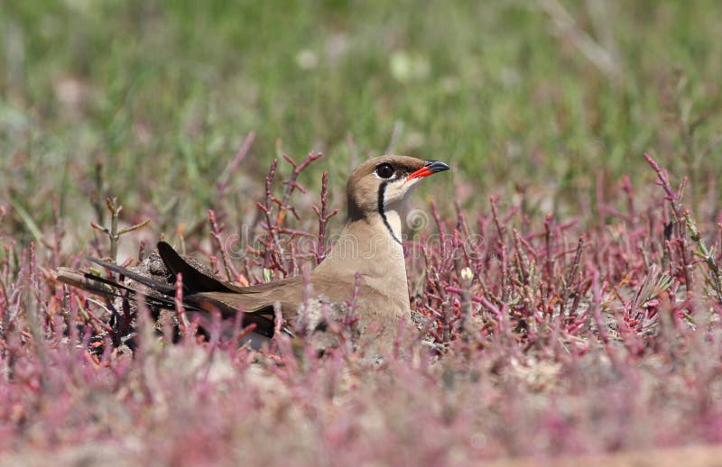 Collared pratincole