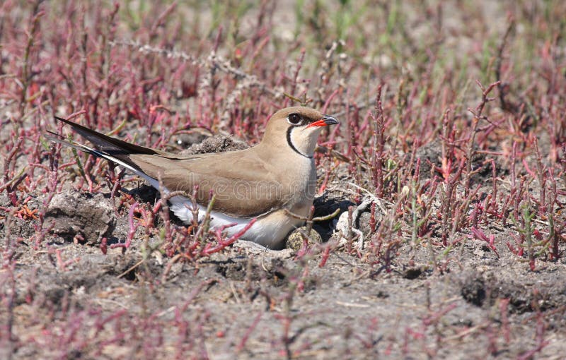 Collared Pratincole on nest