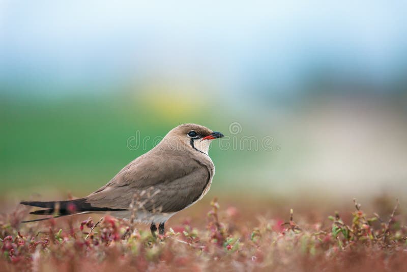 Collared pratincole onder de installaties royalty-vrije stock afbeelding Collared pratincole onder de installaties royalty-vrije stock afbeelding