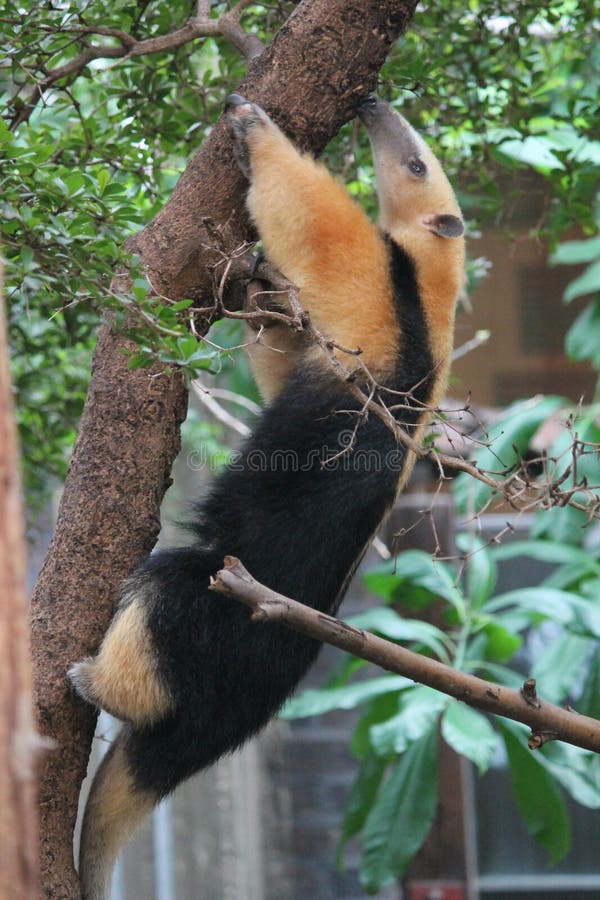 Collared tetradactyla Tamandua муравьед стоковая фотография Collared tetradactyla Tamandua муравьед стоковая фотография