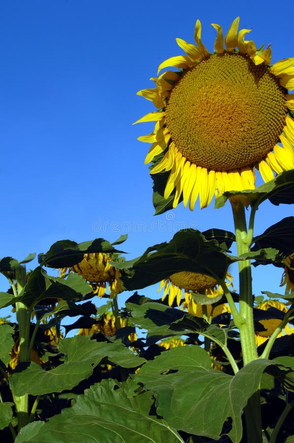 Corner sunflower is framed by vivid blue morning sky in sunflower field in central Kansas. Corner sunflower is framed by vivid blue morning sky in sunflower field in central Kansas.