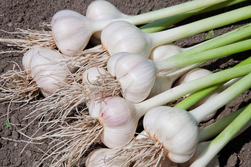 Collected Bunch of Heads of Garlic is on a Heap Stock Photo Image of