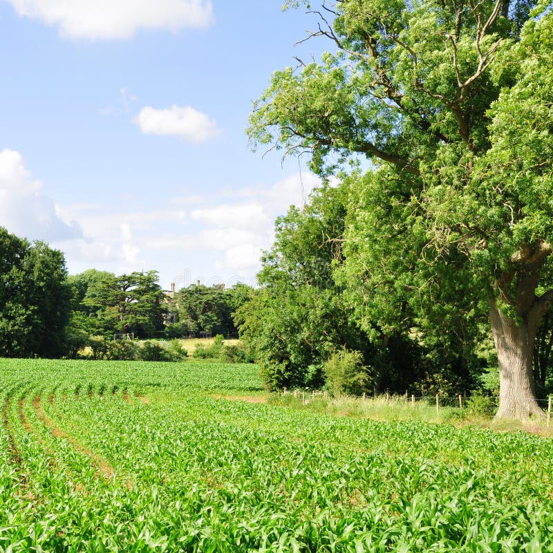 Collectes de terres cultivables images libres de droits Collectes de terres cultivables images libres de droits