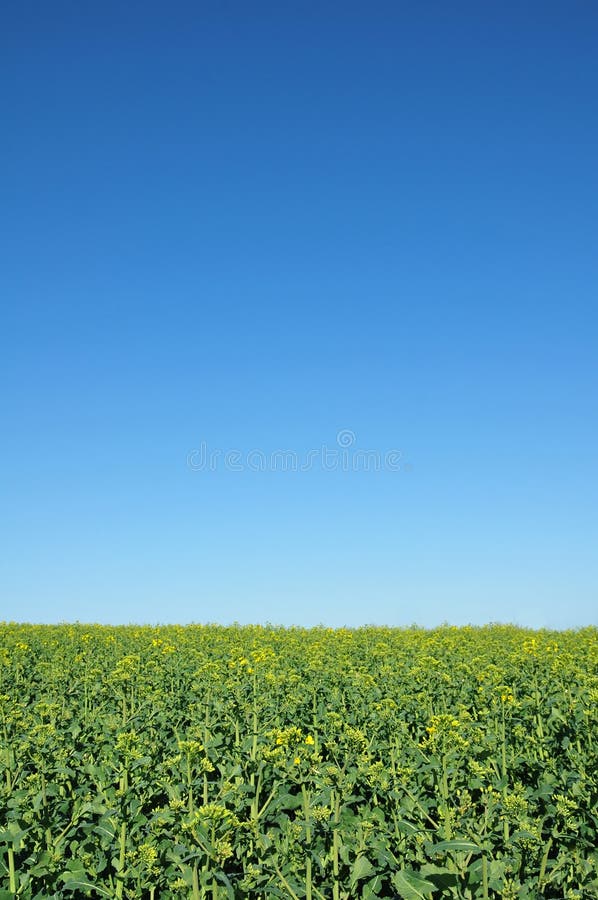 Collectes grandissantes et ciel bleu images stock Collectes grandissantes et ciel bleu images stock