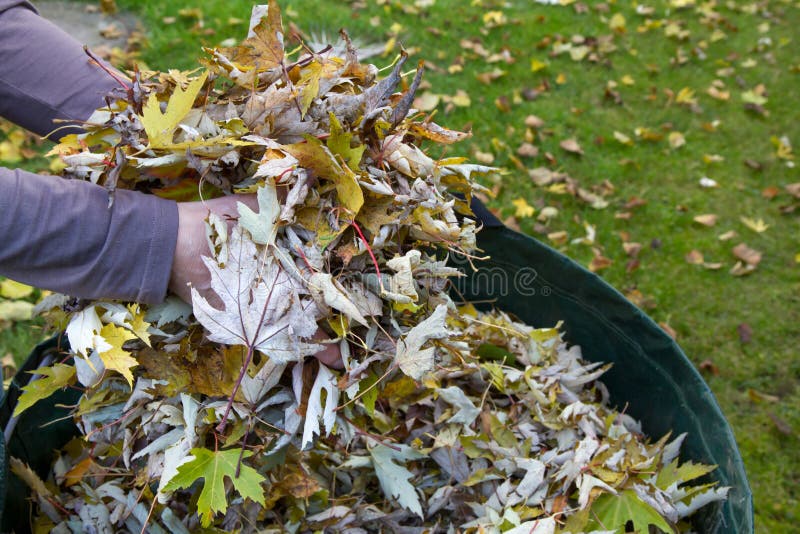 Rain Gutter Cleaning from Leaves in Autumn with Hand. Gutter Cleaning ...