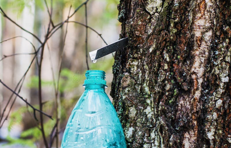 Collecting birch sap