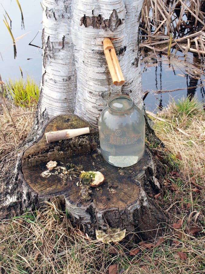 https://thumbs.dreamstime.com/b/collecting-birch-sap-tree-glass-jar-167495556.jpg