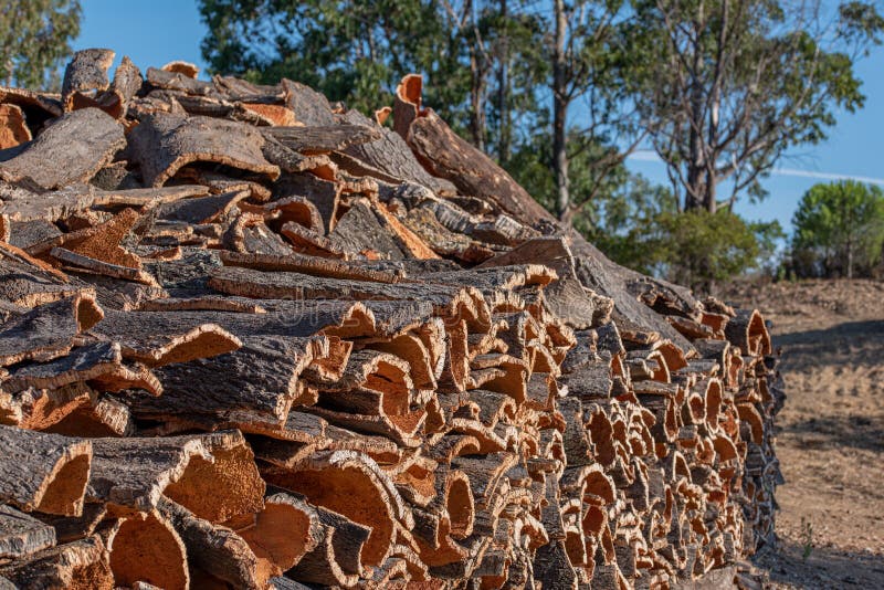 Collecting Cork Tree Bark, Stacked Outdoors Stock Photo Image of