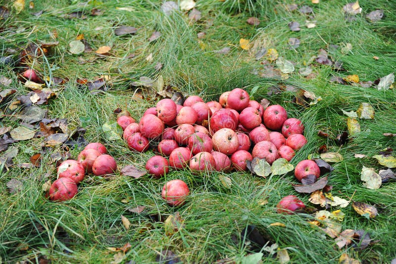Collecting Fallen Autumn Apples - Red Apples on the Grass Stock Image ...