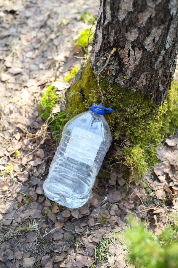 Collecting Juice from Birch Tree Stock Photo Image of drill, bark