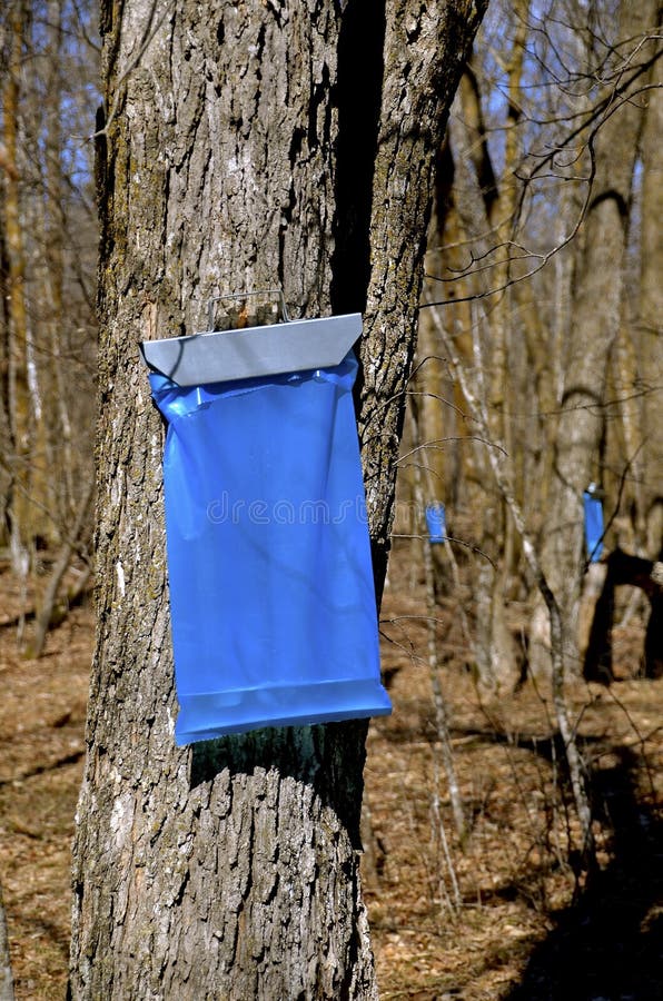 Collecting Maple Sap Bags Stock Photos Free & RoyaltyFree Stock